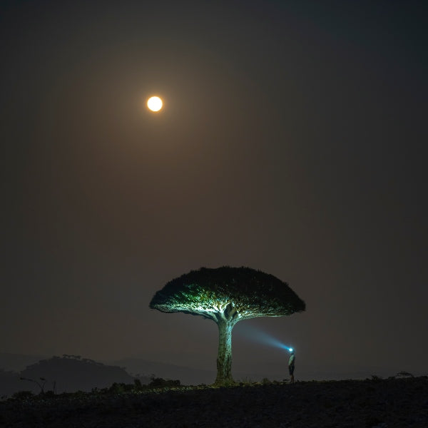 Ledlenser HF6R Signature Headlamp worn by a person at night casting light on a tree under a moonlit sky