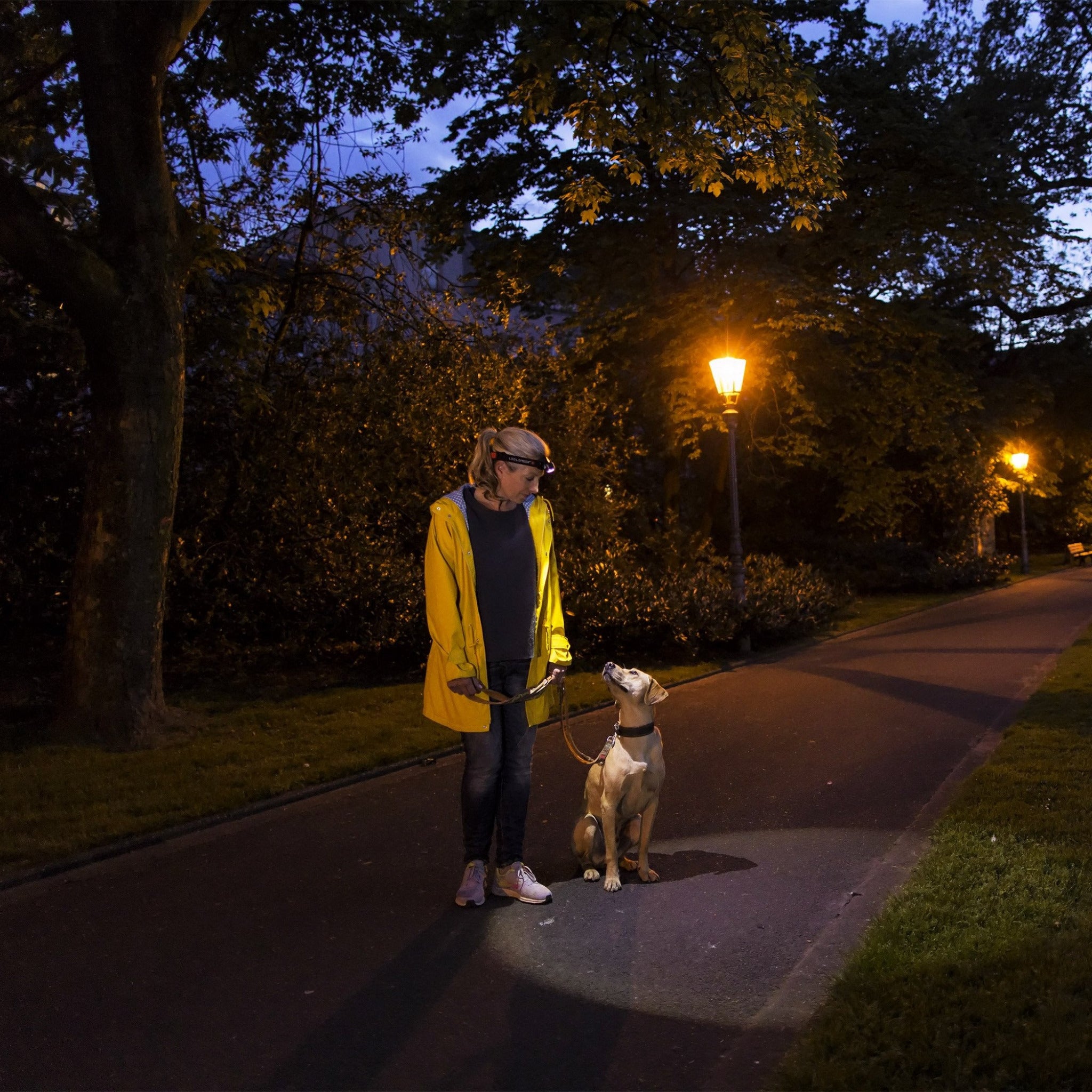 Ledlenser H7R 2 Headlamp worn on the head by a person in a yellow jacket walking a dog on a park path at dusk