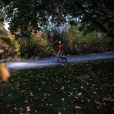 HF4R Core Headlamp worn by a person walking a dog along a park path at dusk with trees and autumn leaves