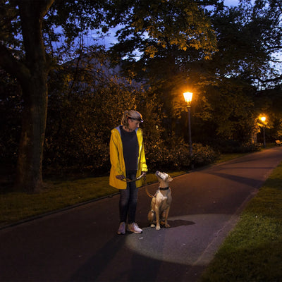 Ledlenser H7R 2 Headlamp worn on the head by a person in a yellow jacket walking a dog on a park path at dusk